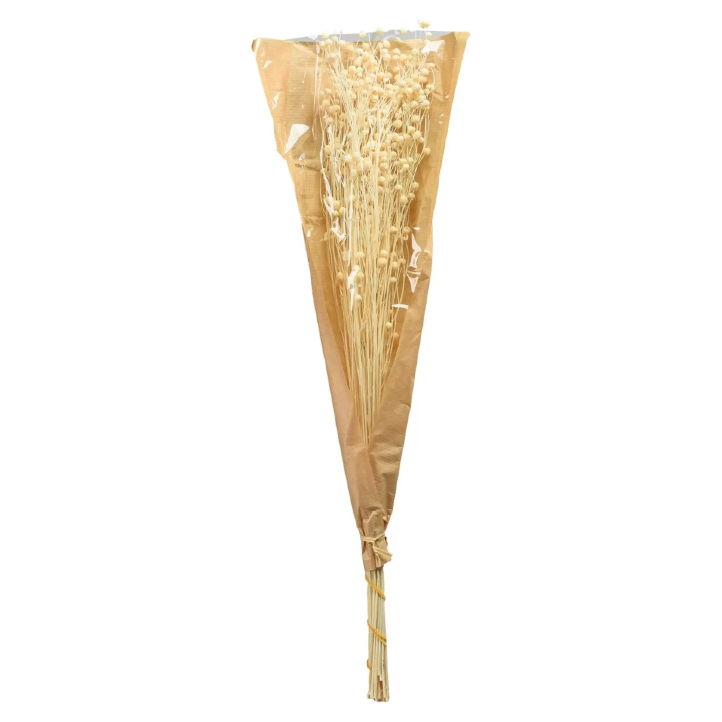 fleur_sechee_pois_paternoster_1.webp Depot Fleur Sechee Pois Paternoster Hot